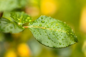 Rose leaves with morning dew, close-up Rose leaves with morning dew, close-up